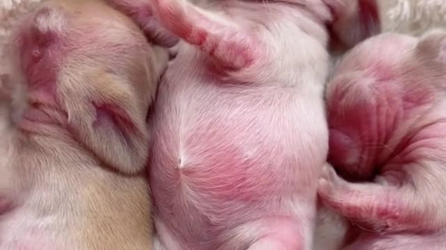 Oh so lovely, I've never seen newborn rabbits before. Adorable.