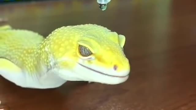 Lizard and Water 🐉