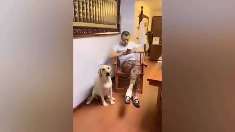 Skibidi Saturday toilet Dogs and Cats Funniest Viral video