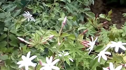 Beautiful white flower/ jasmin flower