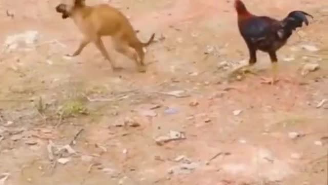 Funny animals, Cats, part 16