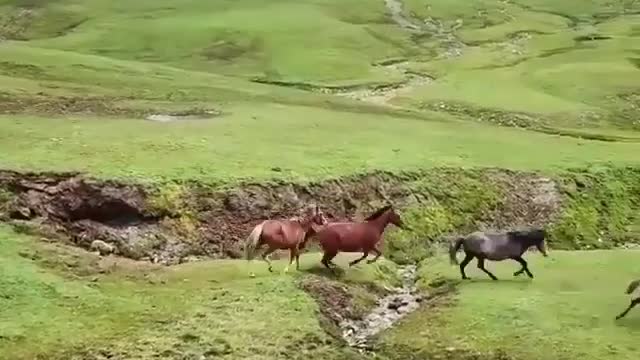 horse runing and playing with friend