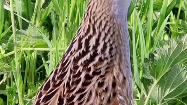 Listen to what a common crake sounds like