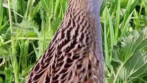 Listen to what a common crake sounds like