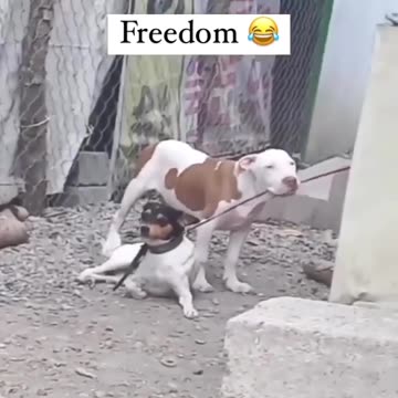 unleash the chains break the leash DOG TRAINING LINK BELOW PET TREATS LINK BELOW