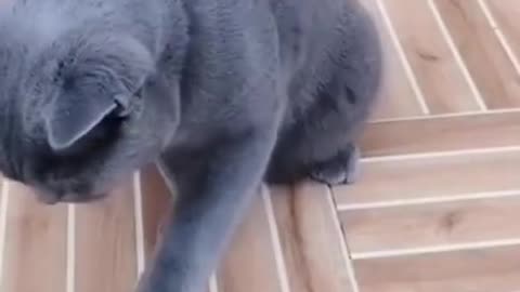 smart cat playing game