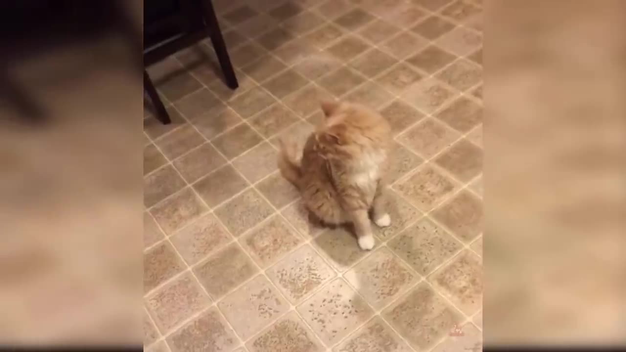 Baby Cats - Cute and Funny Cat Videos Compilation #16 | Aww Animals