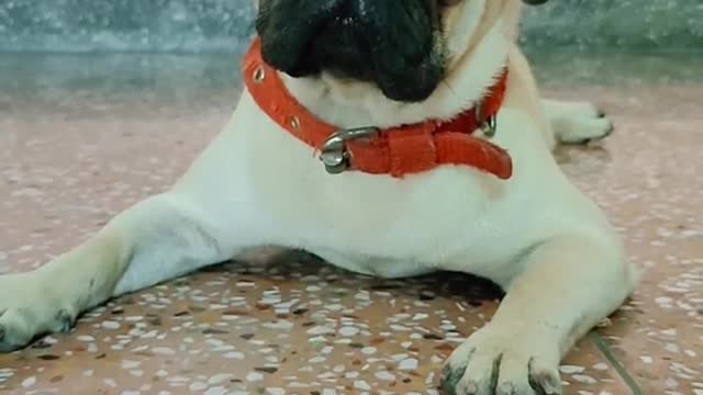 Pug puppy reacts to sonud thAt makes your dog head tilt try with your dog