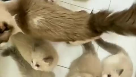 Amazing Sounds of Little Cute Kittens #shorts #viral #shortsvideo #video