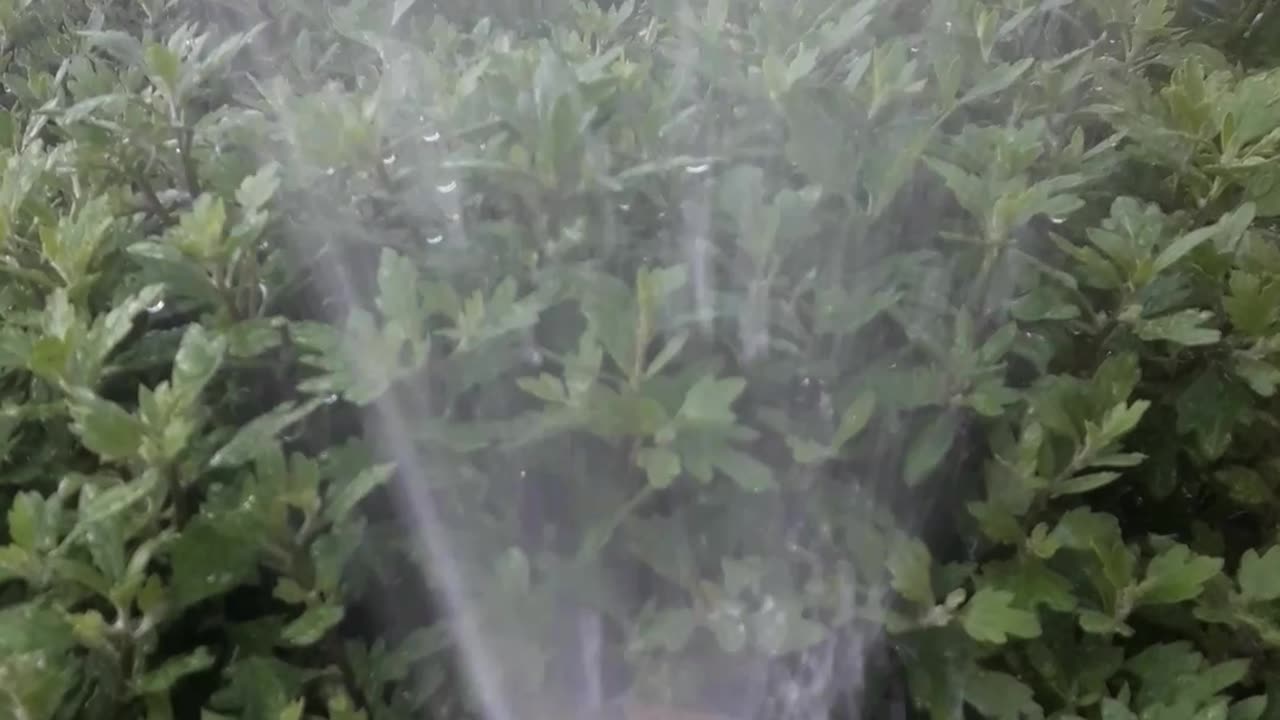 Sprinkler