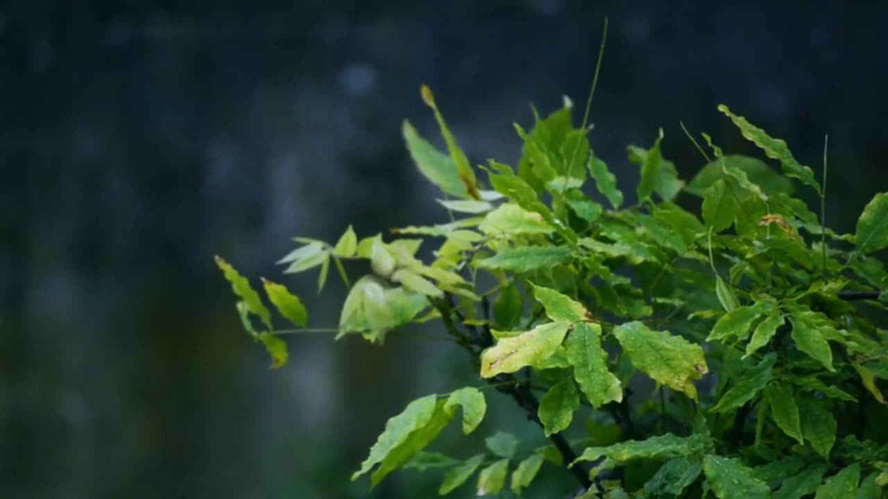 Rain sound in nature for Deep Sleeping - with thunderstorm in background