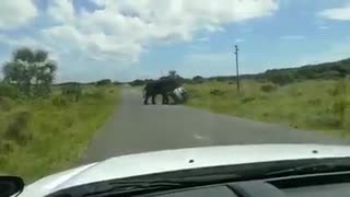 Elephant topples car in Kwazulu-Natal game reserve