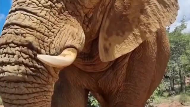 🥰Elephant Came So Close to Safari Car as Tourists