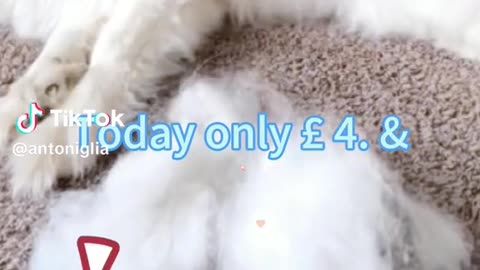 Most fluffy cat