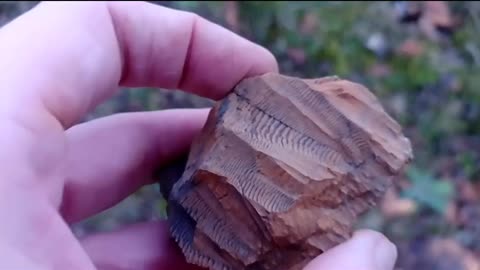 Unidentified Devonian Fossils (Old Red Sandstone), Part One.