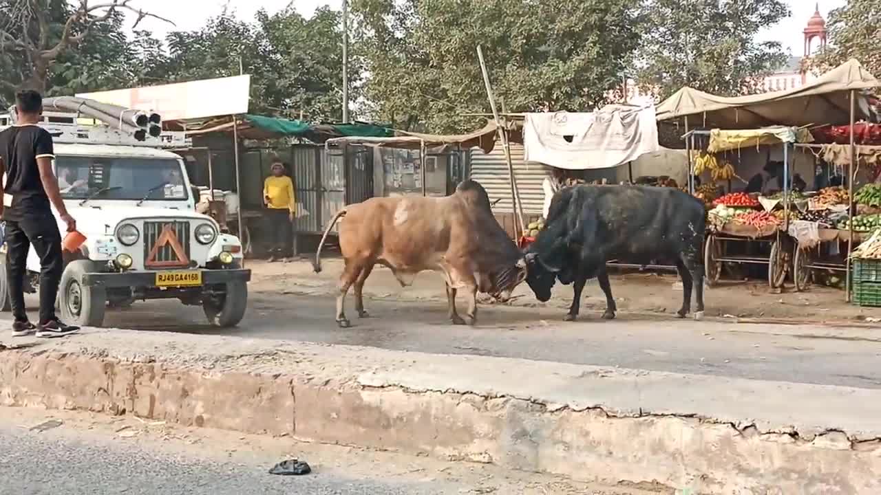 Bull fight in the market Black Bull V Red Bull बाजार में सांडों की लड़ाई बुजुर्ग की किस्मत अच्छी