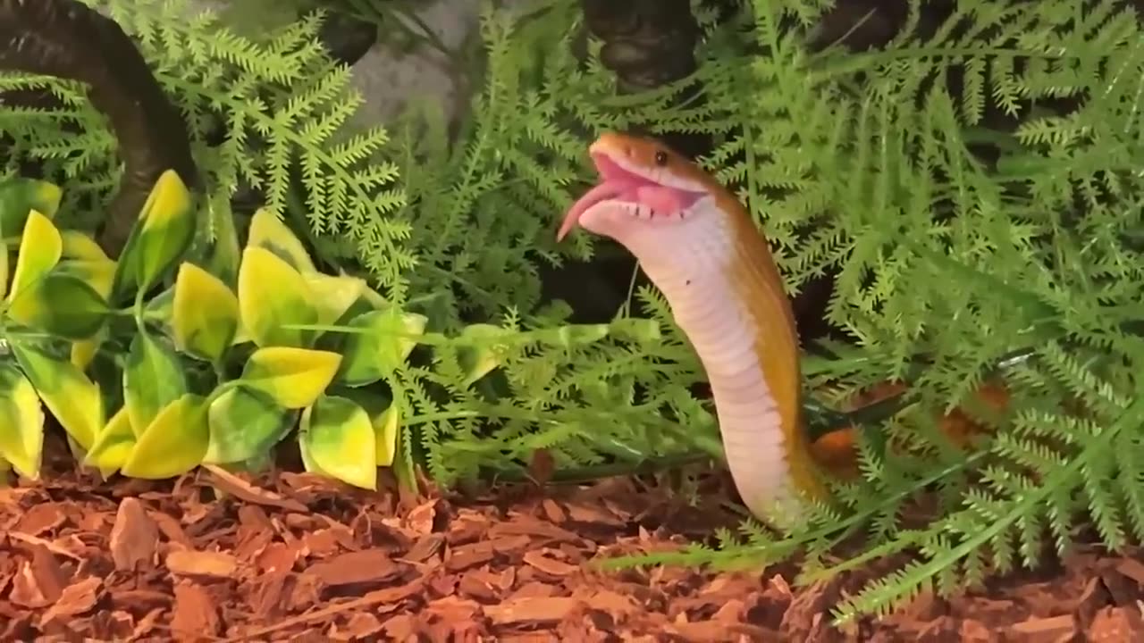 Corn snake finds a rat nest