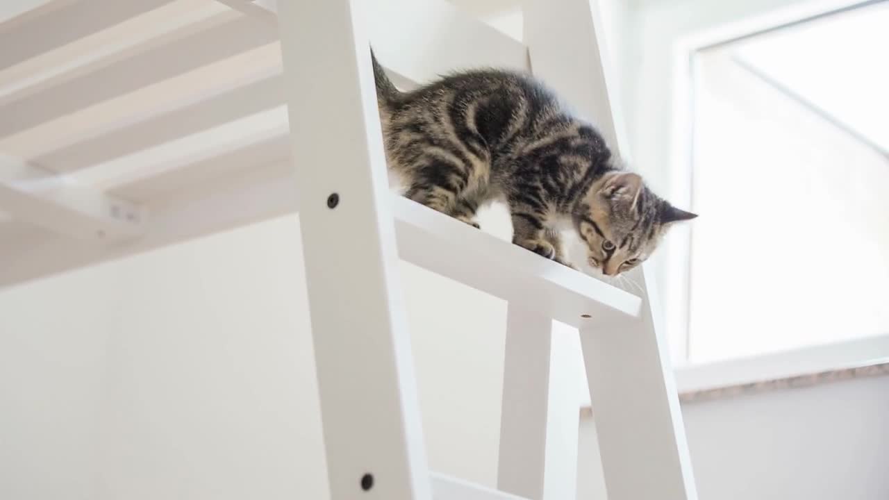 Kitten climbing down the ladder almost falling