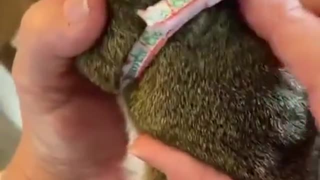 Adorable Squirrel in harness, Need more Nuts