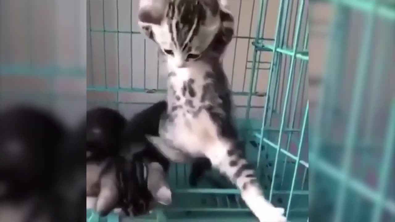 Funny Animals Videos 2024 Best Of The 2020 Funny Animal Videos