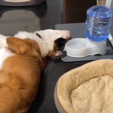 drinkin style skill points water taste better upside down #skills #dogtraining