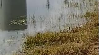 The nature zone: Birds chilling out by a pond on a sunny day.