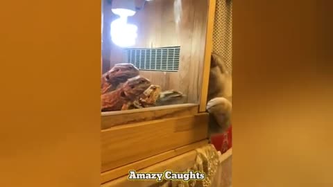Best funniest animal video