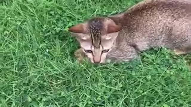 funny cat videos | cute cat videos | cute animals | funny cats Playing Time with Me 16 #shorts