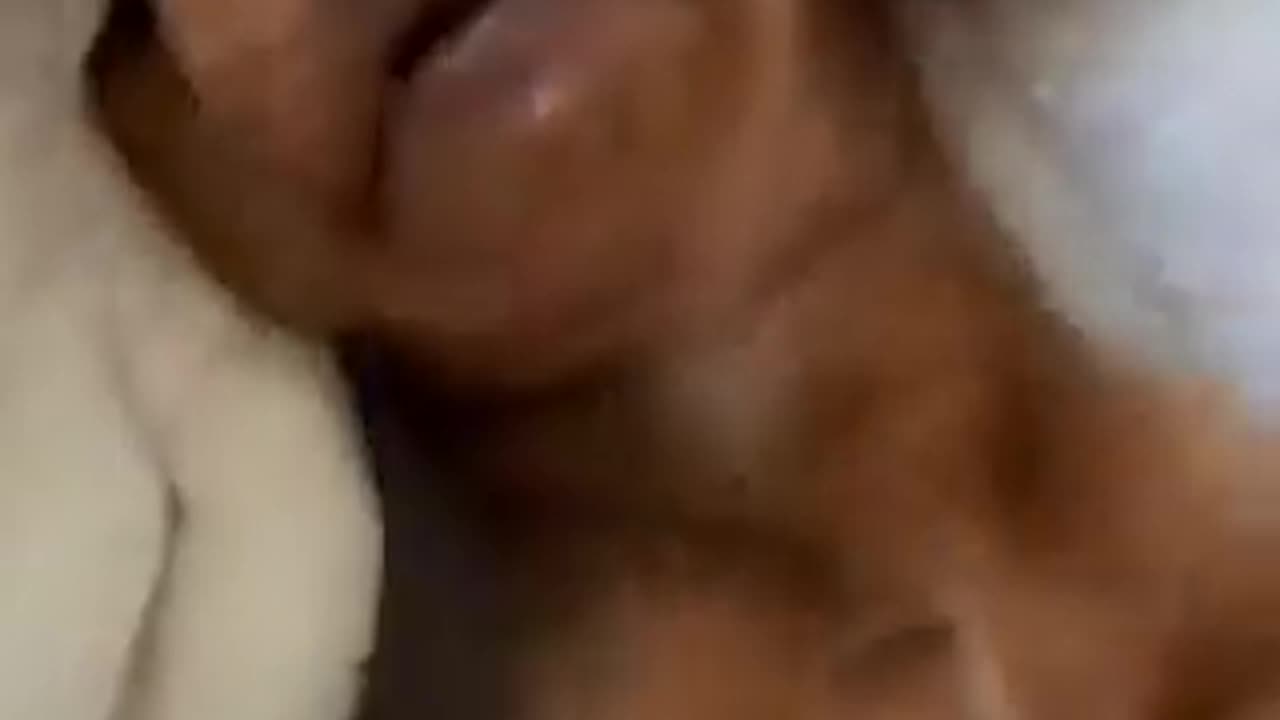 Funniest Cats and Dogs 😹🐶