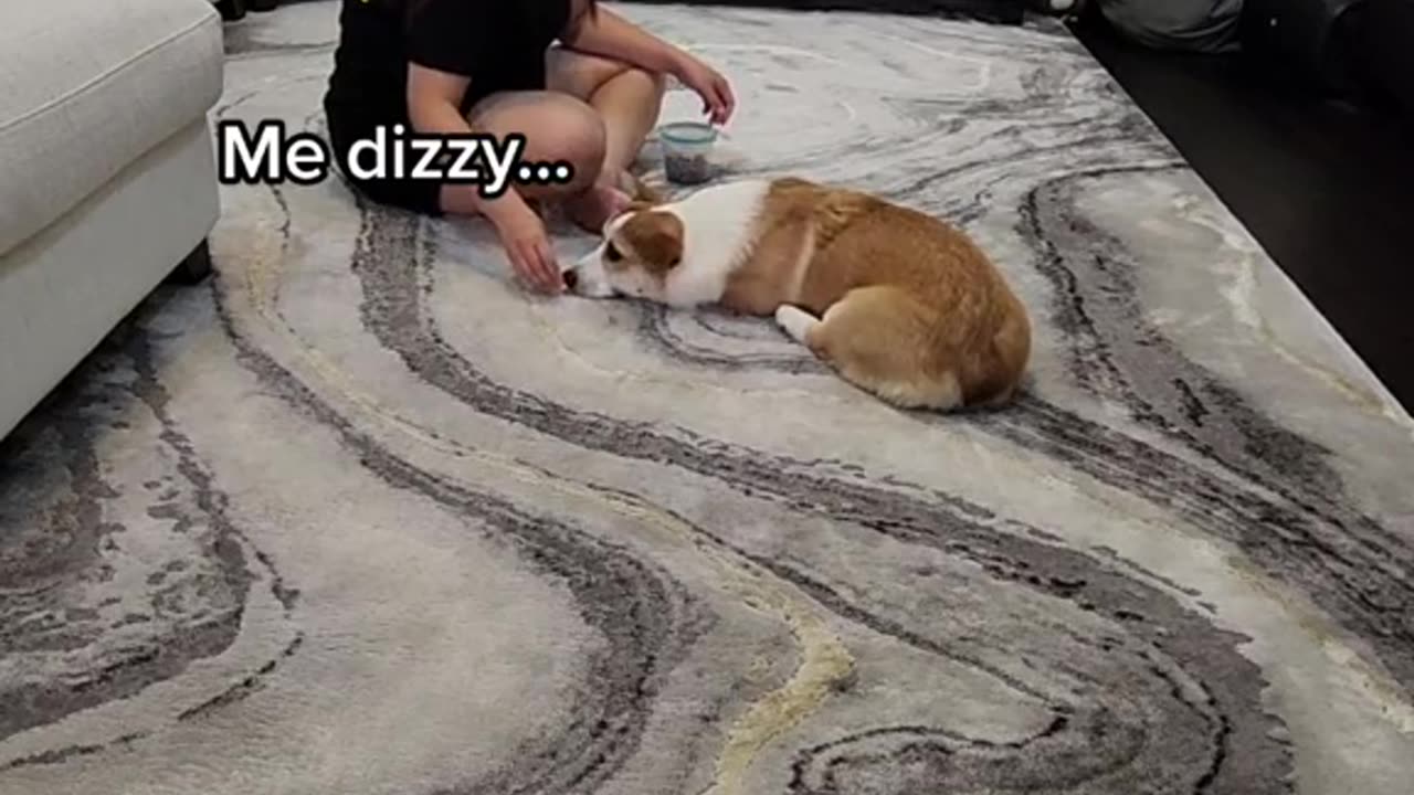Mama training our Corgi Puppy How to Roll Over! How is she doing? 🤣🐶
