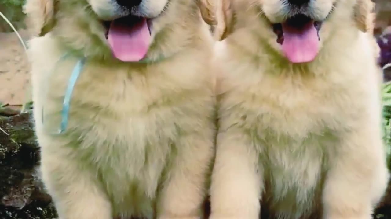 TWO CUTE PUPPIES 🥰🥰