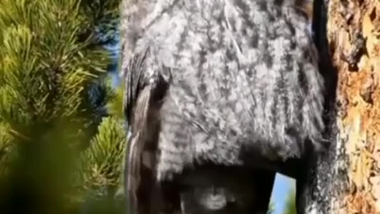 Beautiful owl's feats #shorts #viral #shortsvideo #video