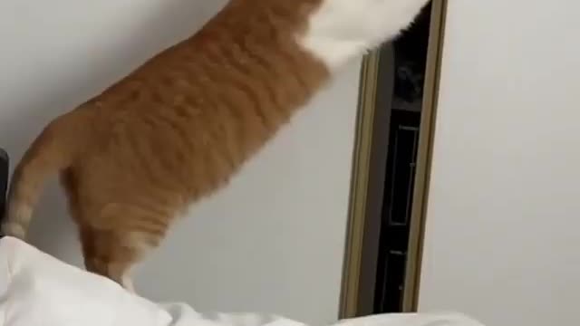 funny cats, funny cats and dogs, funny cats videos, funny cats compilation, funny cats shorts