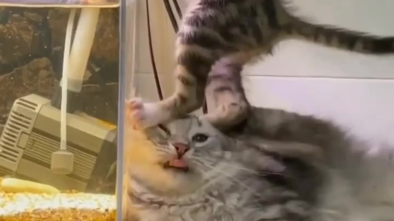 A Cat Helping Another Cat Steal Fish . Animals Funny Video