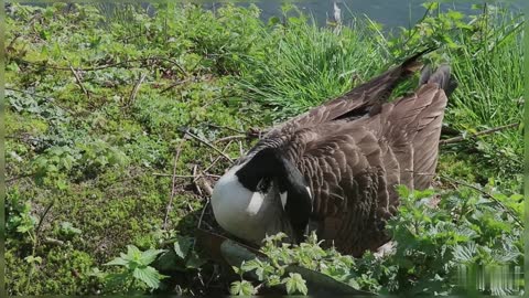 Bird Incubating Eggs