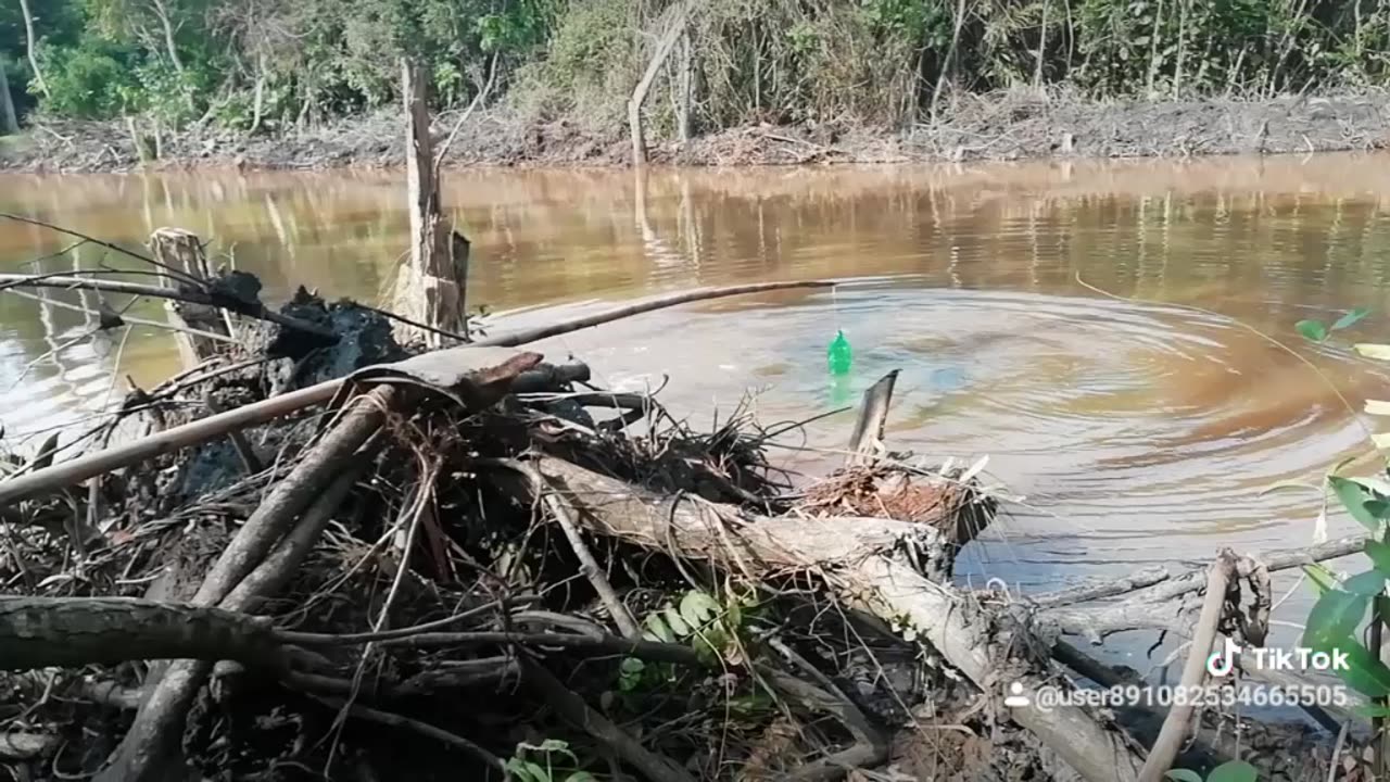 Crazy crocodile jumping