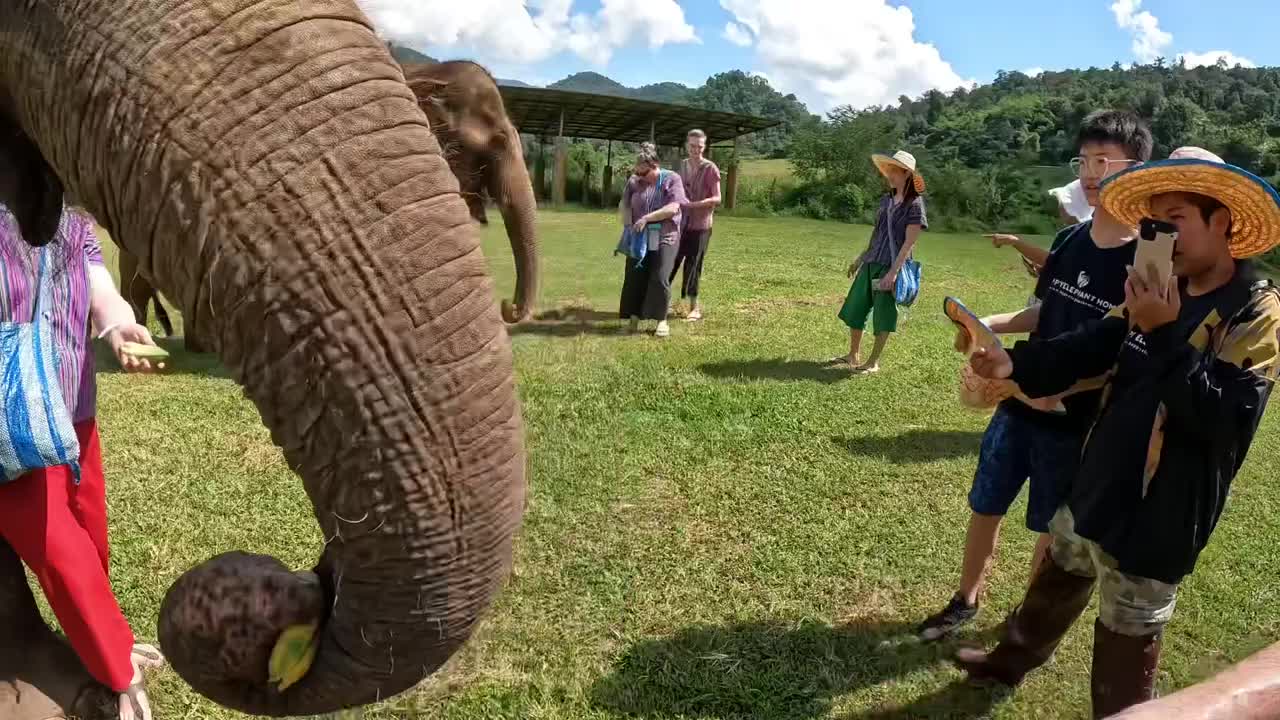 Feeding Happy the Elephant and her friends