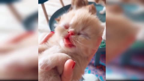 Baby Cats: A Collection of Cute and Funny Baby Cat Videos