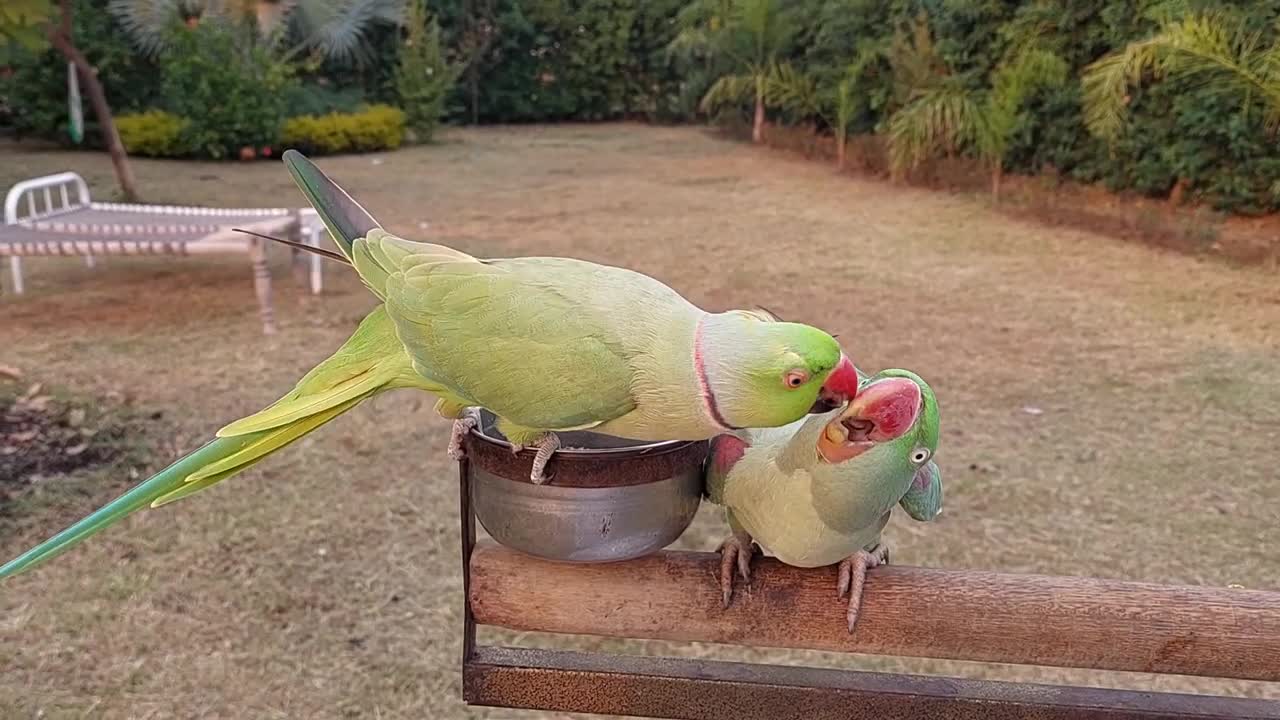 Super Cute Dancing Indian Ringneck Parrot _ Natural Village Sounds _ Relaxing Bi