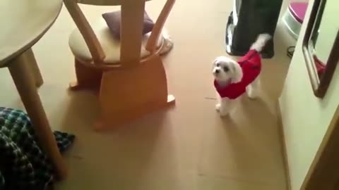 TOP 10 DOGS BARKING COMPILATION