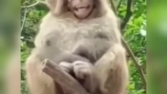 Funny animals - try not to laugh- laugh compilation 🤣