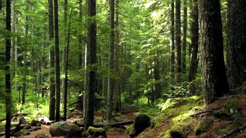 the beauty of the jungle of the world's lungs