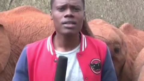 aby elephant interrupts Kenyan local reporter during a piece to