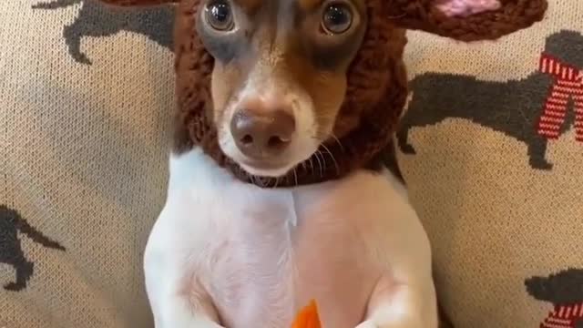 Cute puppy eating carrot 😍🐶