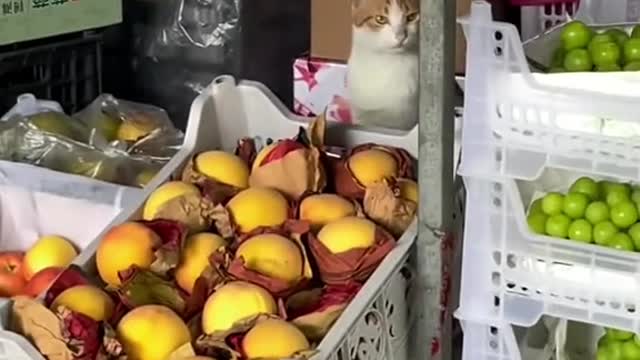 407_Fruit shop owner 🐱 #catsoftiktok #catslovers #cattok #foryou