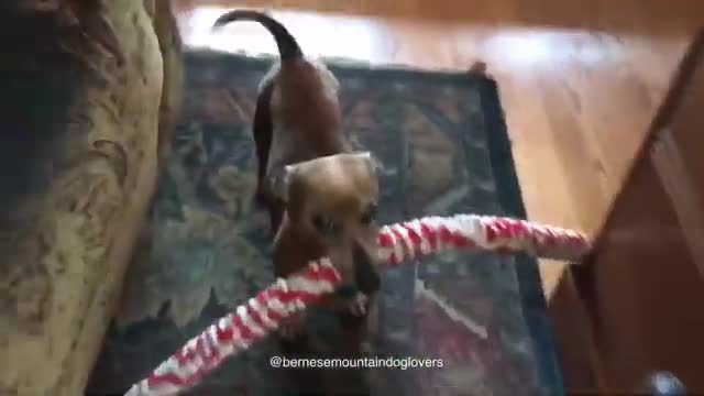 Tiny puppy confidently beats two giant dogs at tug-of-war