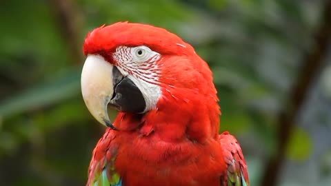 Beautiful Parrot in World Beautiful Birds