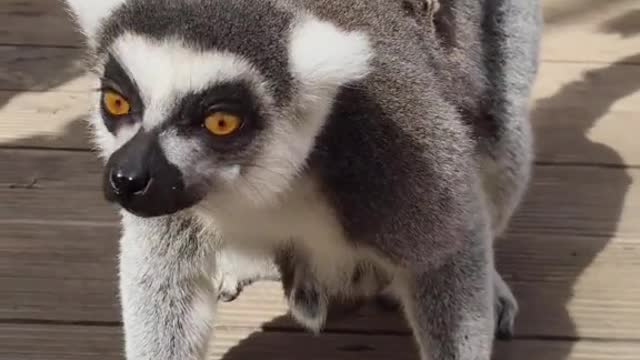 The lemur