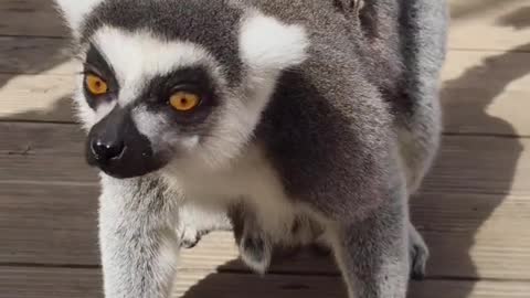 The lemur