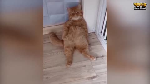 Funny animals - Funny cats _ dogs - Funny animal videos _ Best videos 2023#4